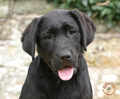 Labrador Retriever Puppy 9Y415D-031.JPG